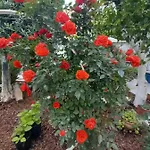 ベッド・アンド・ブレックファスト Patio 101 