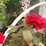Patio 101 