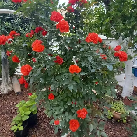 Bed & Breakfast Patio 101 