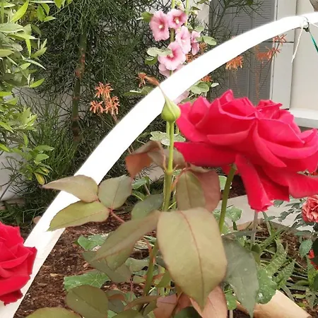 Patio 101 