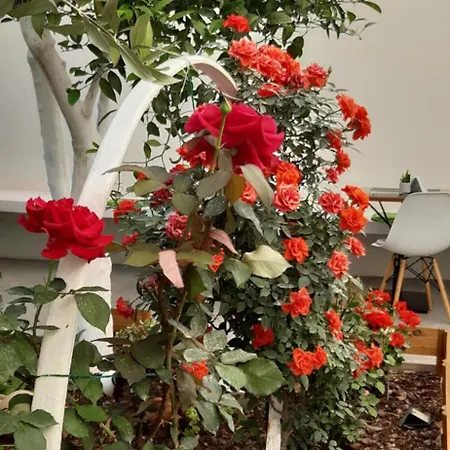 Patio 101 