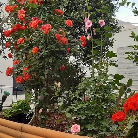 Patio 101 